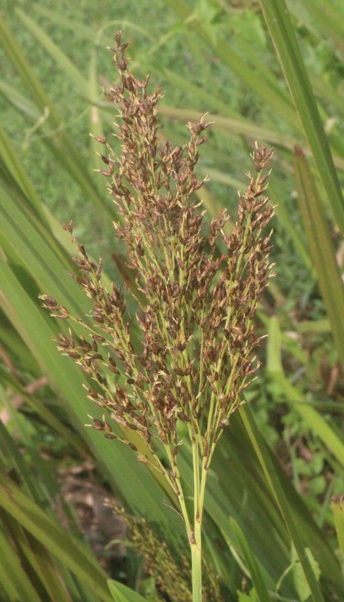 Scleria poiformis Retz.